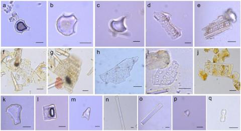 Main images of phytoliths found at the BTS, TSS, and ZBS.