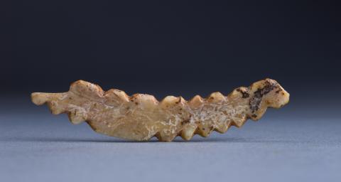 Undated photo shows a boar tusk carving of a silkworm unearthed at the Shuanghuaishu site in central China's Henan Province. (Xinhua)