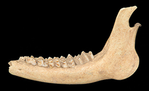 Sika Deer Mandible 